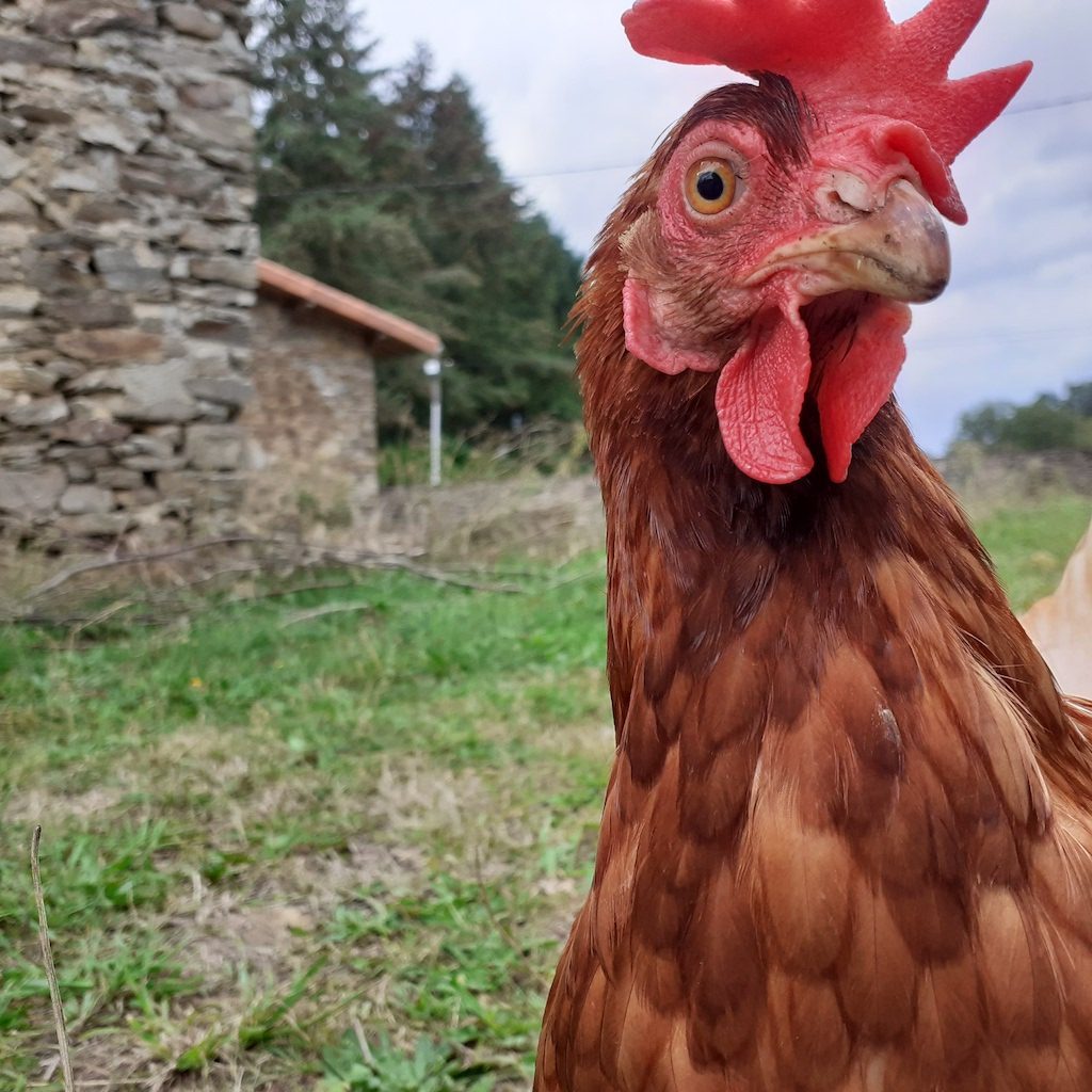 Poule l'Autre Ferme