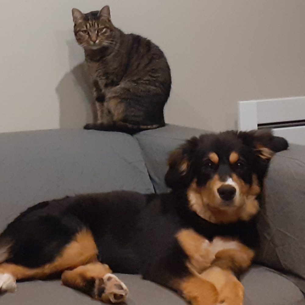 Titus et nana, les animaux du refuge L'Autre Ferme