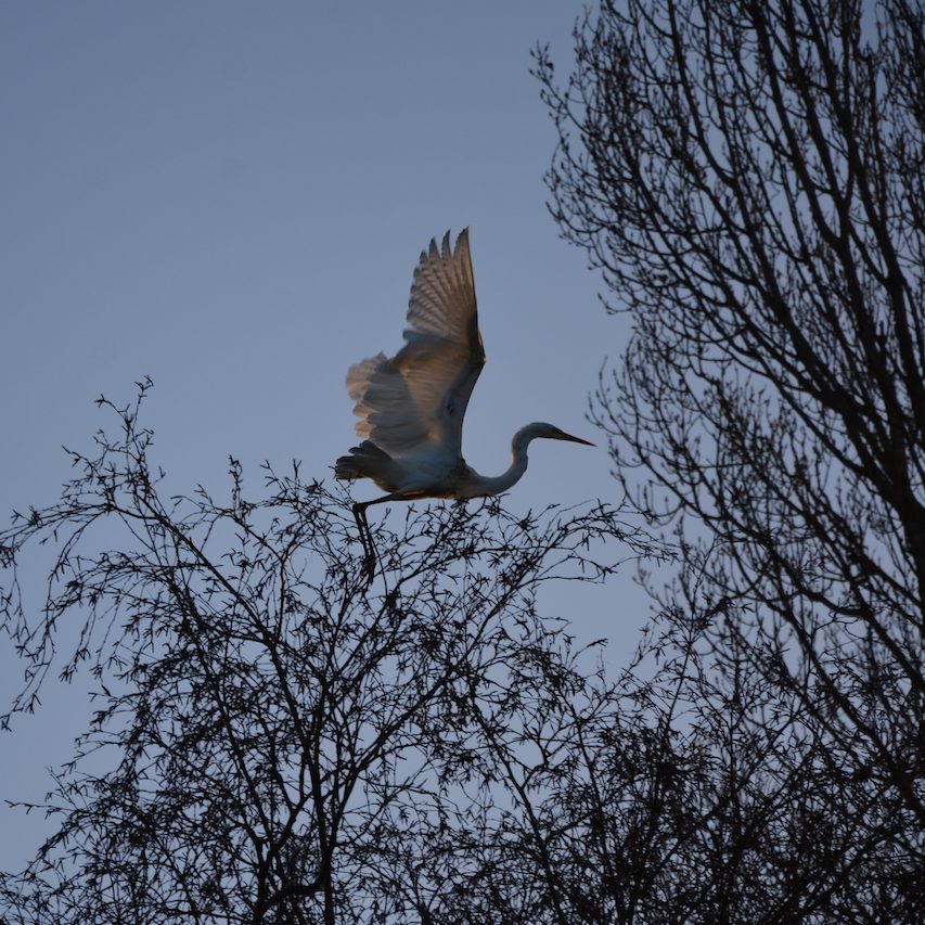 Héron à l'Autre Ferme