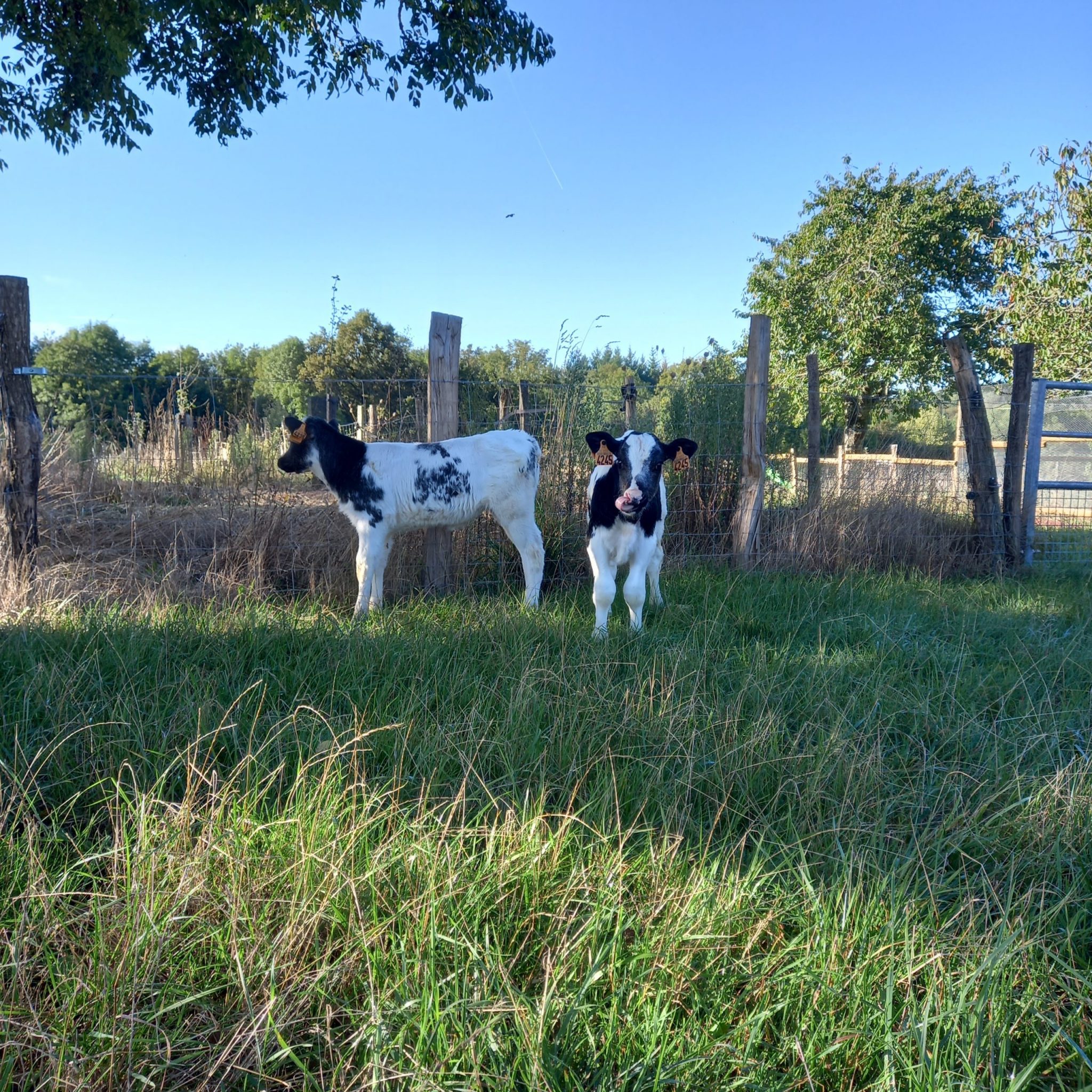 Europe & Asie les veaux du Refuge