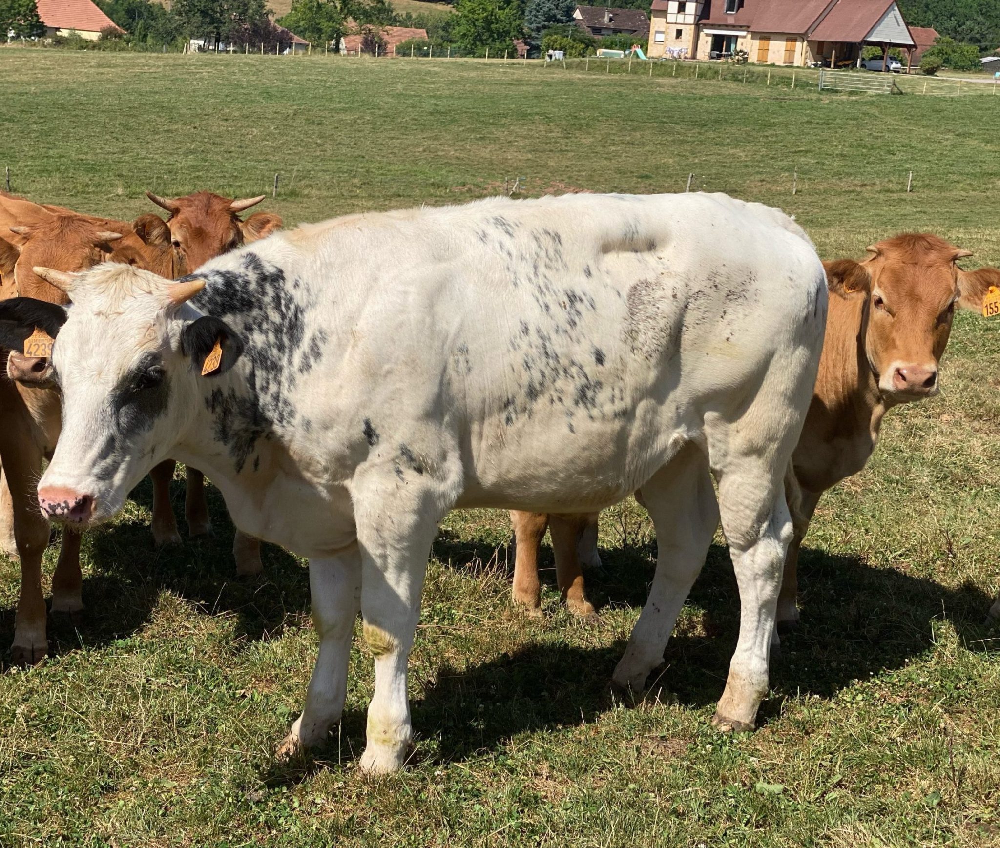 Afrique dans son nouveau troupeau - Refuge pour animaux