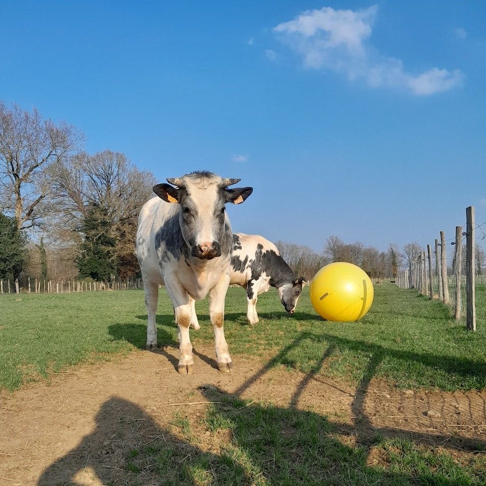 Veaux - Refuge animalier