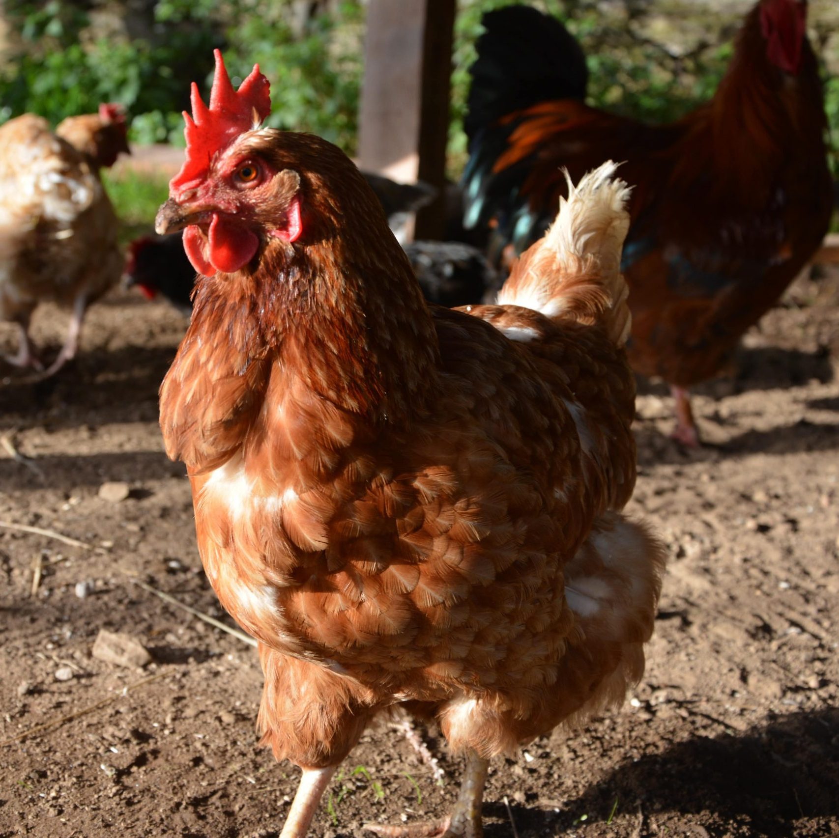 L'autre Ferme Refuge animaux