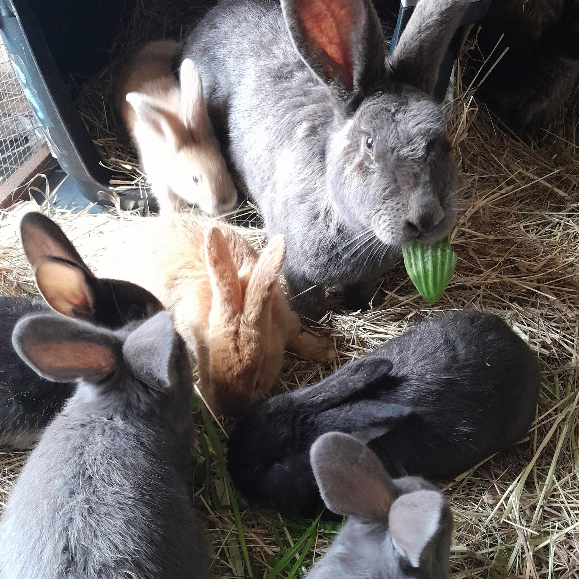 Lapins - L'autre Ferme