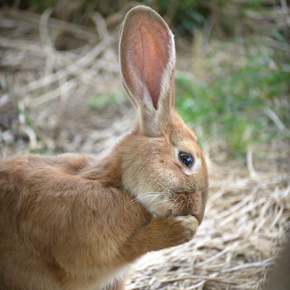 un des lapins de l'autre ferme, refuge pour animaux en charente
