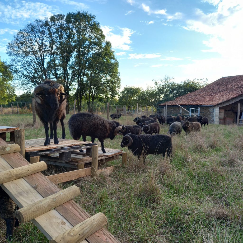 Les boucs rescapés du refuge L'Autre Ferme en Charente