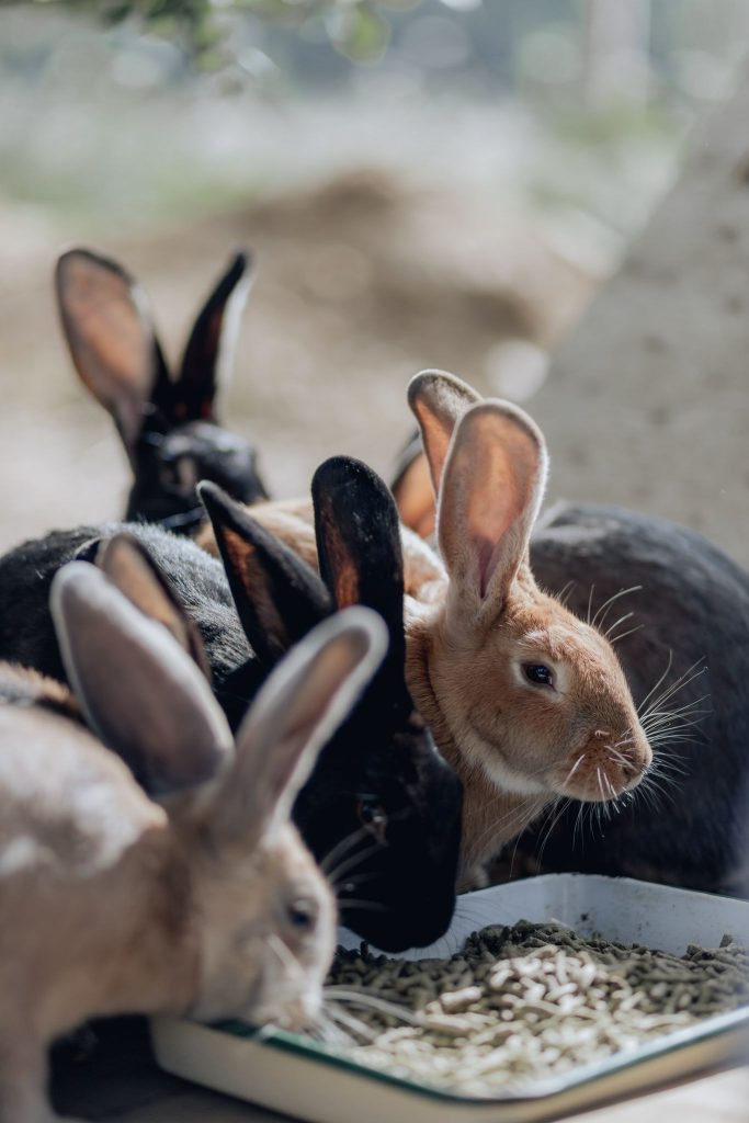 Les lapins du refuge animalier L'Autre Ferme
