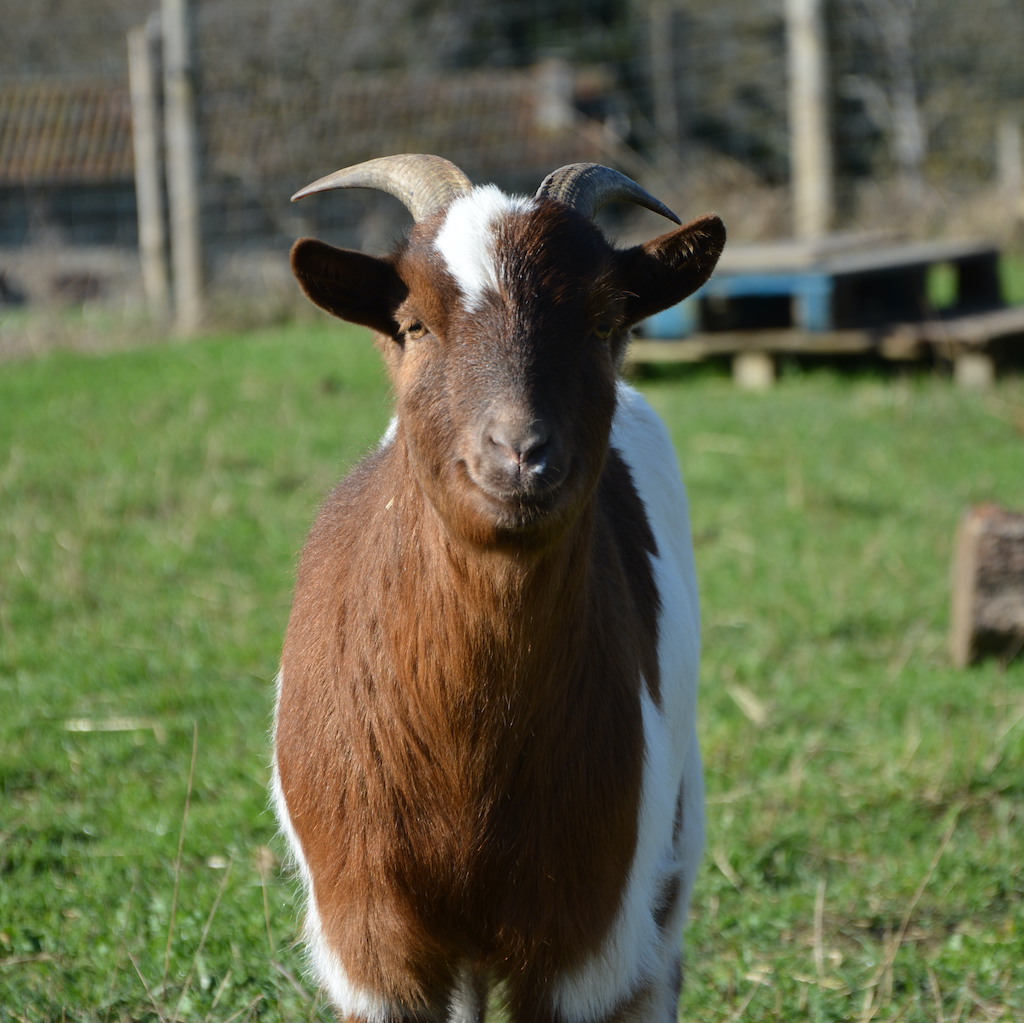 Le bouc du refuge pour animaux l'autre ferme