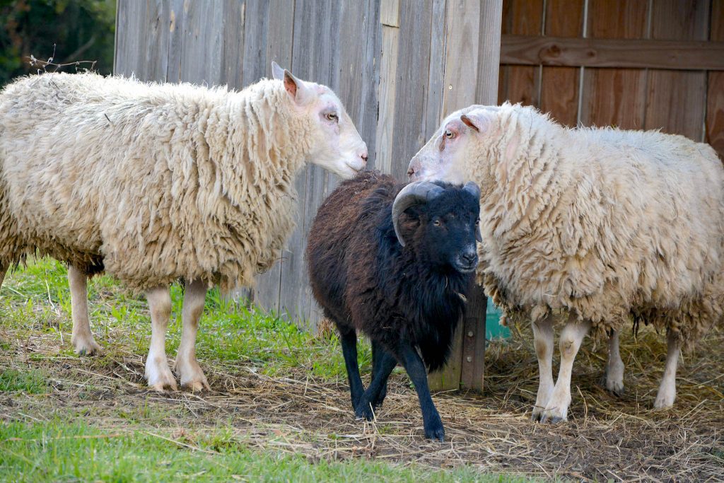 2 moutons blancs et un mouton noir sont dans le refuge l'autre ferme