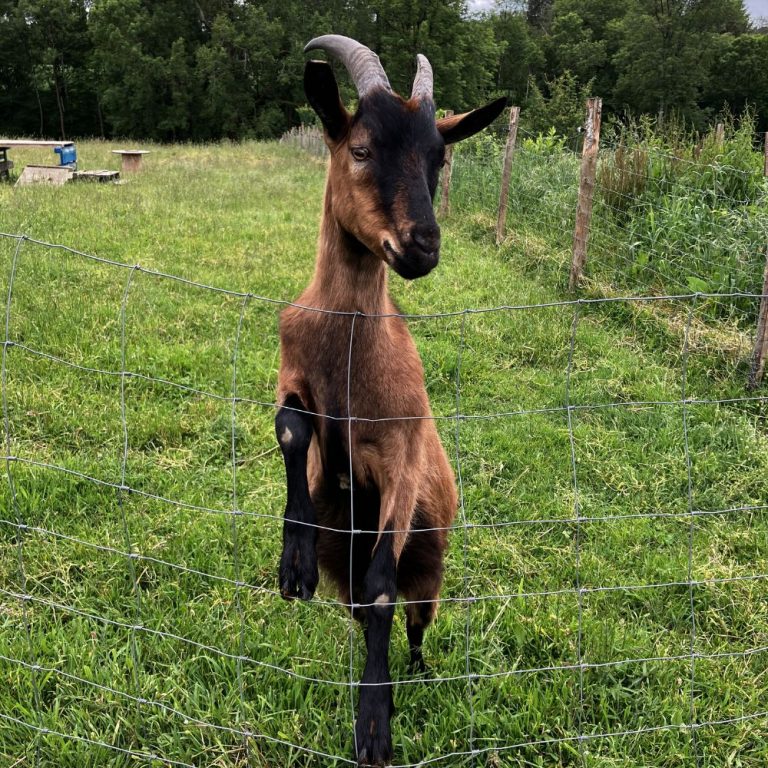 le bouc bibouc est dans le refuge de l'autre ferme