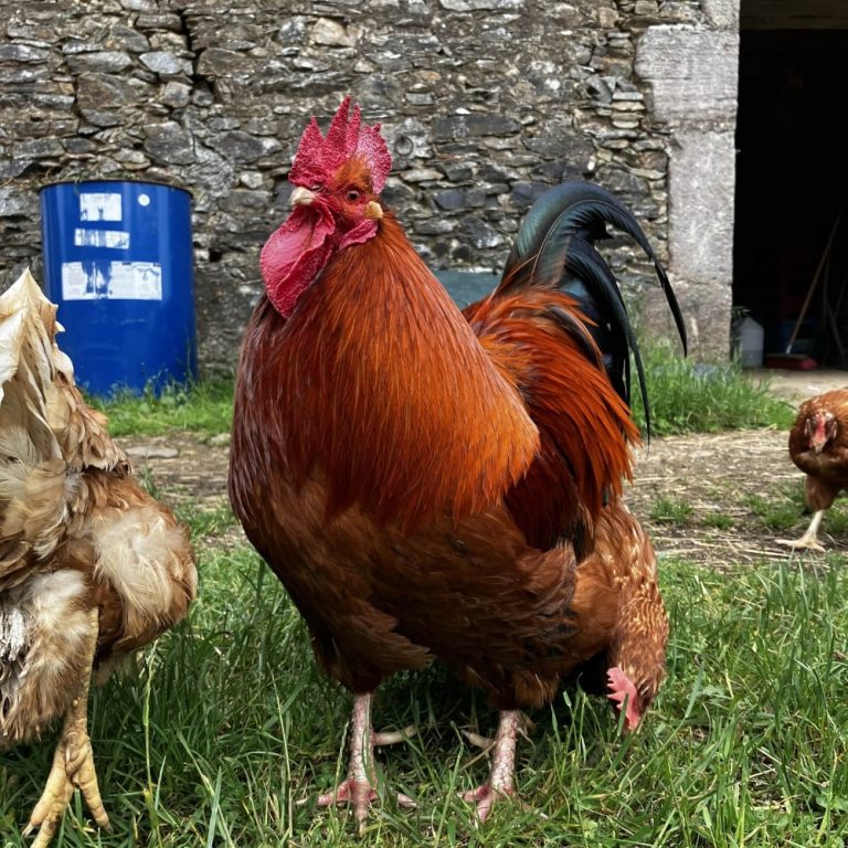 visite d'un refuge animalier