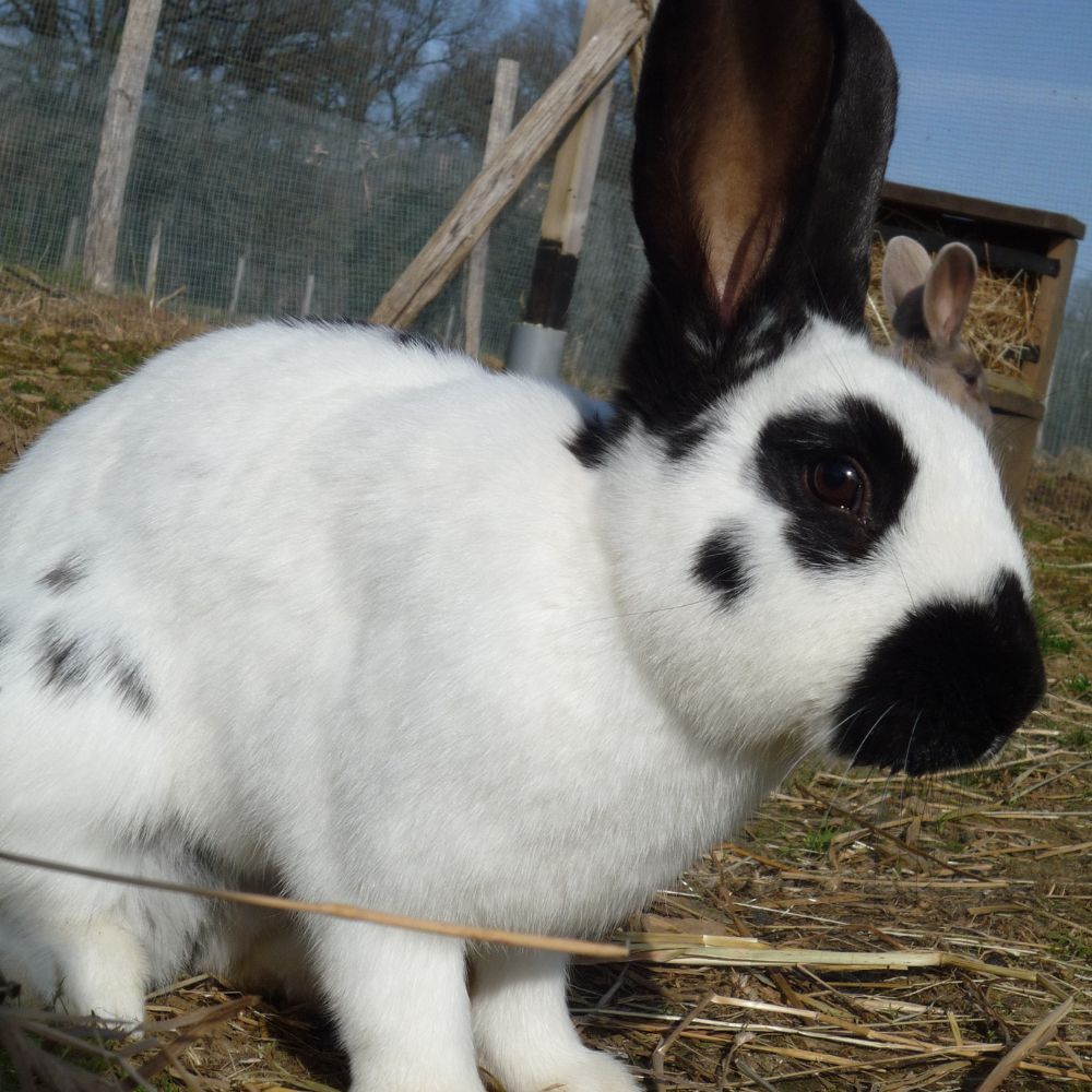 parrainer un lapin asmar