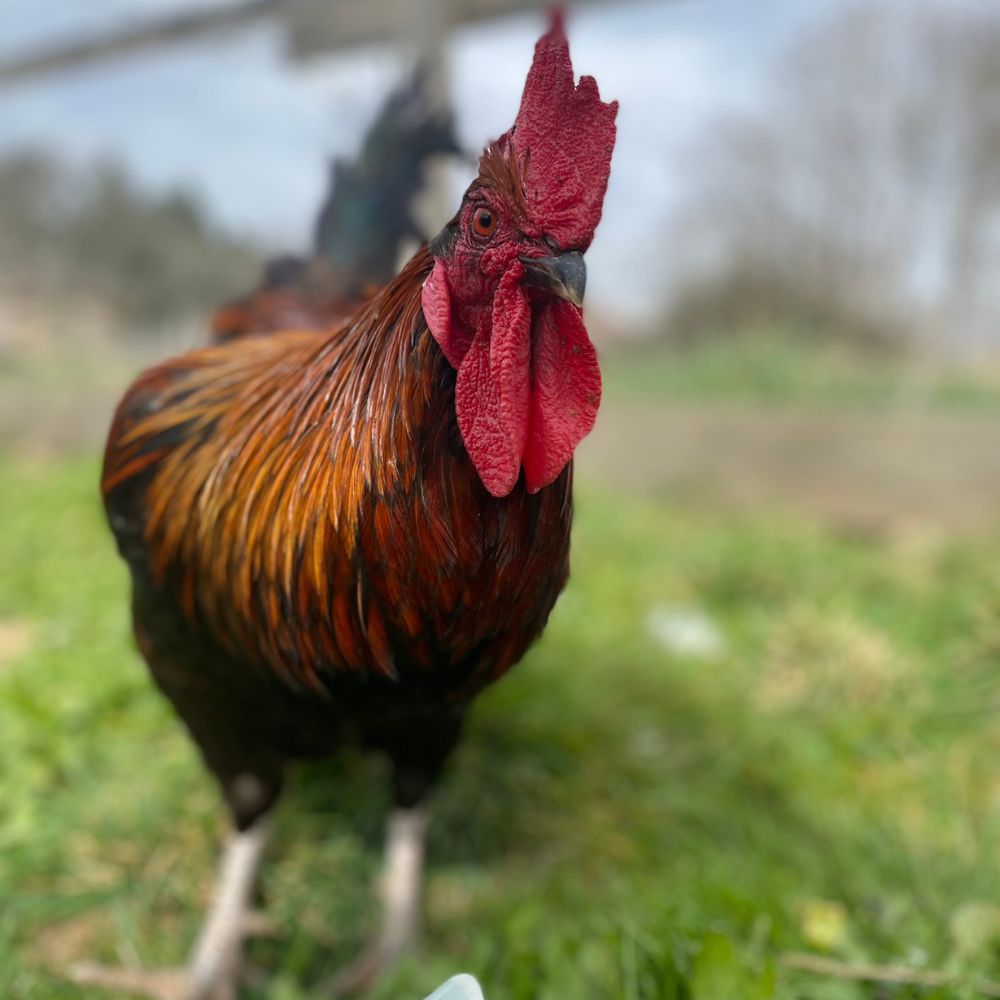 john parrainage d'un coq